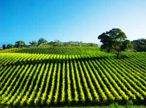 French vineyards